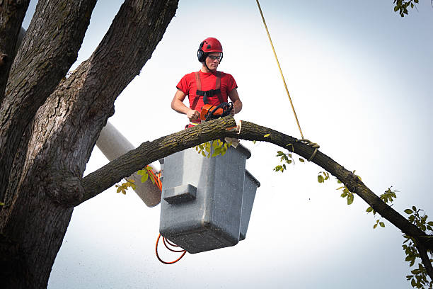 How Our Tree Care Process Works  in  Tracy, MN